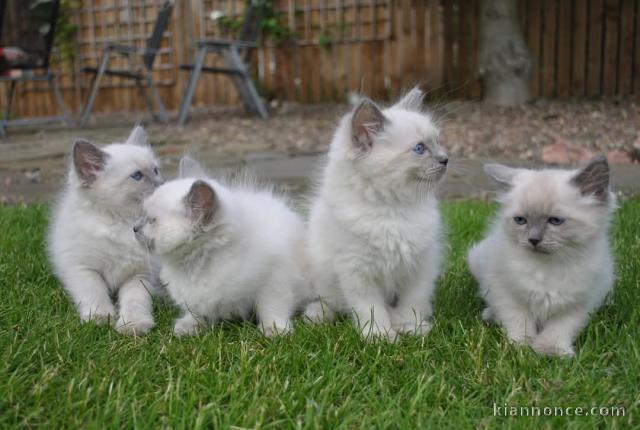 Dons chatons ragdoll disponible 