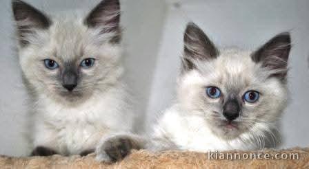 Chaton disponible pour adoption 