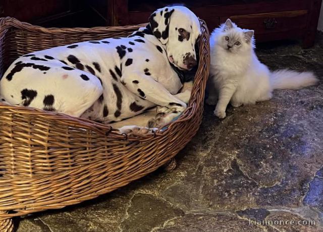 Adoption chatons ragdoll disponible 