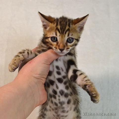 adorable chaton Bengal à donner 