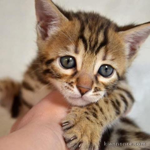 chaton Bengal à donner 