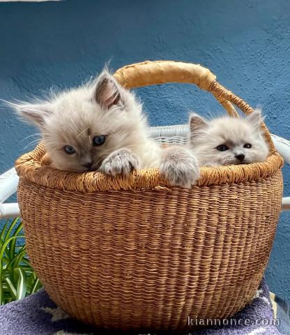 A donner disponible chatons ragdoll 