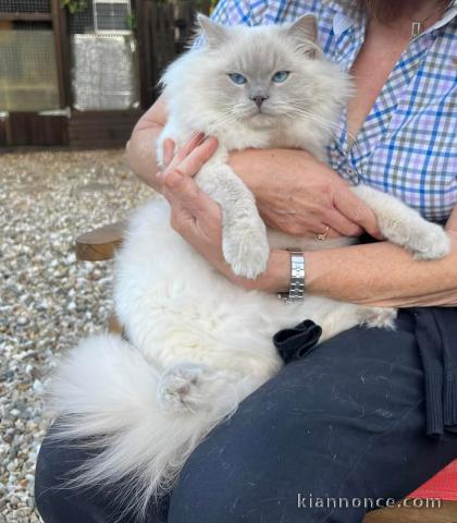 Adorable chaton ragdoll femelle 