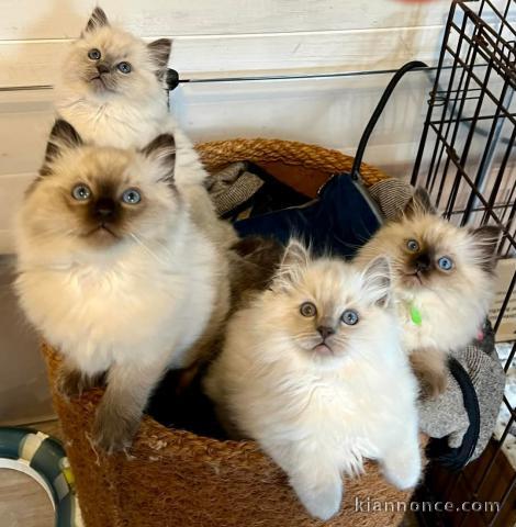 Très beau chaton ragdoll femelle et mâle 