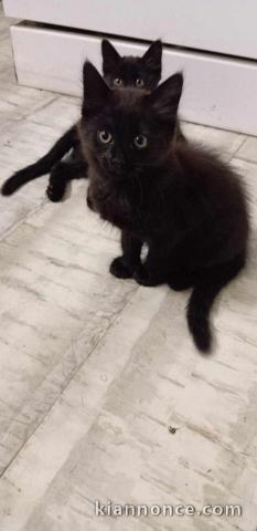 chaton a donner disponible 