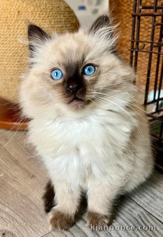 chaton ragdoll mâle disponible 
