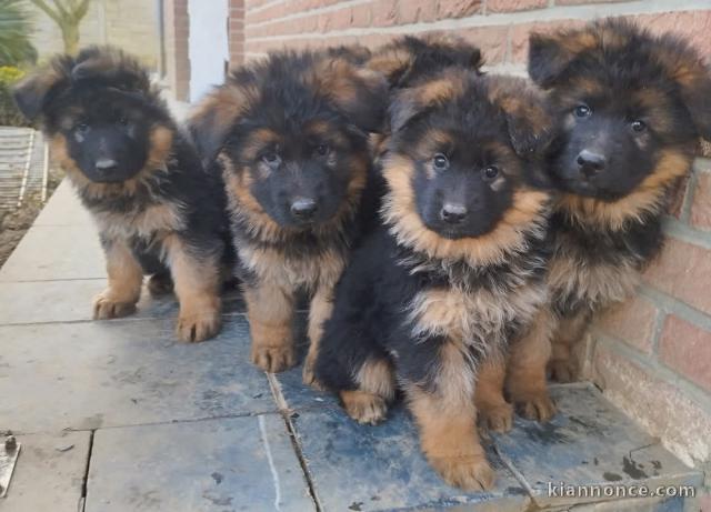 chiot berger allemand adorable 