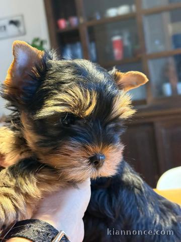 chiot Yorkshire à donner 