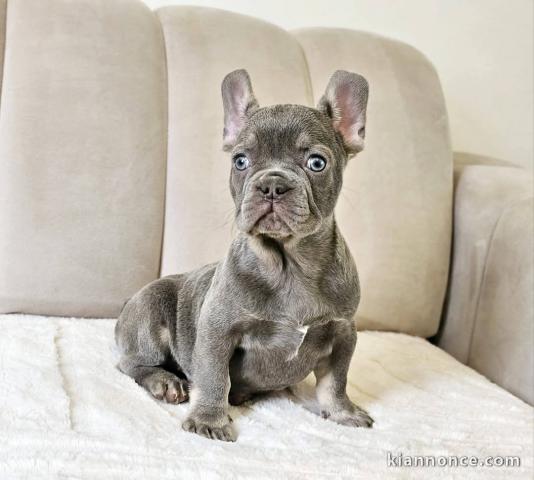 chiot bouledogue français disponible 
