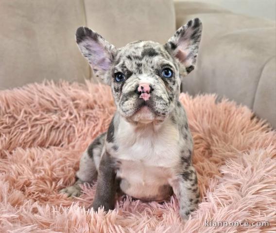 bouledogue français à adopter 