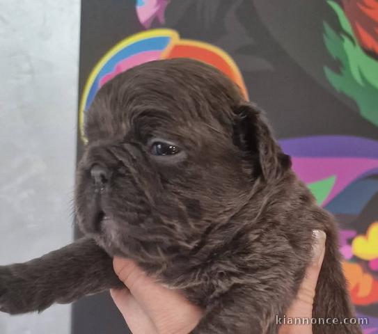 chiot bouledogue français adorable 