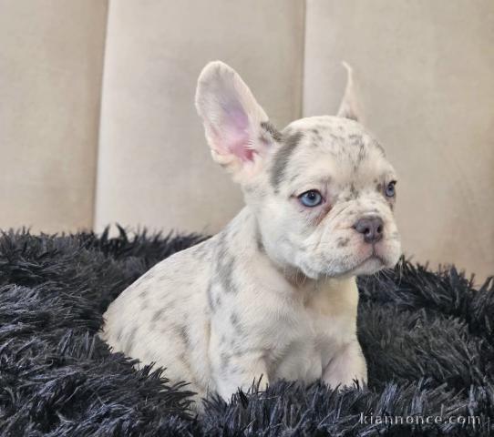 Adorable chiot bouledogue français mâle 