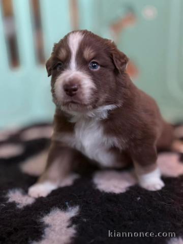 chiot berger australien lof à donner 