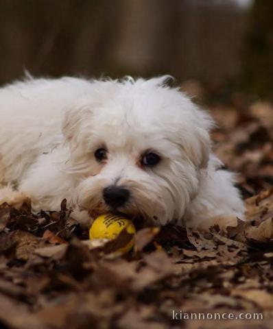 Bichon maltais à adopter 