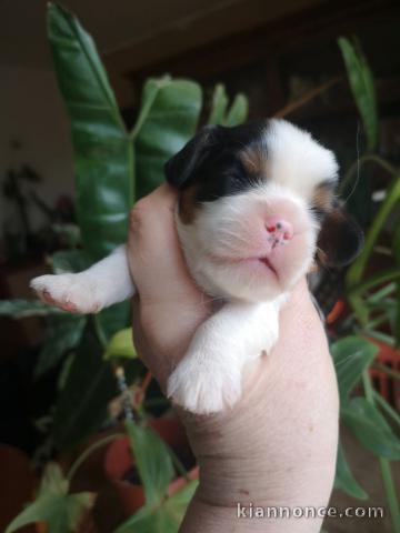 chiot cavalier king charle à adopter 