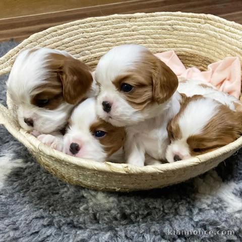chiot cavalier king charle à adopter 