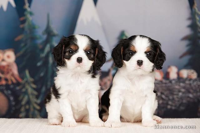 Adoption chiot cavalier king charle 