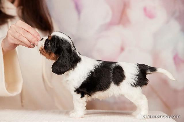 chiot cavalier king charle mâle a donner 
