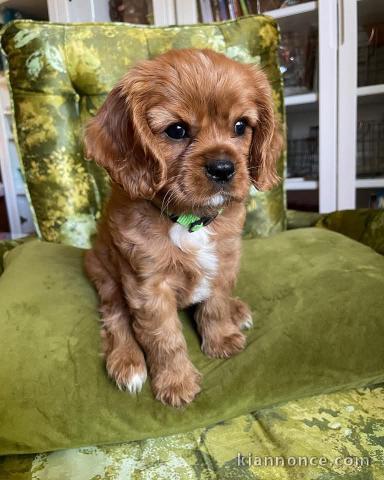 chiot cavalier king charle femelle disponible 