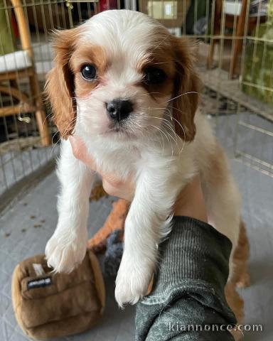 Adorable chiot cavalier king charle 