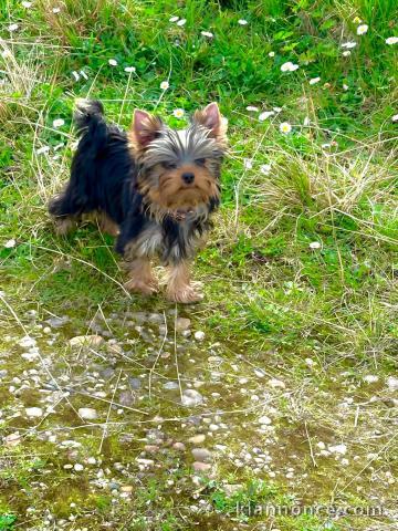 Adopter chiot Yorkshire terrier 