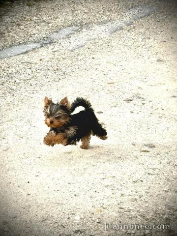chiot Yorkshire terrier mâle disponible 