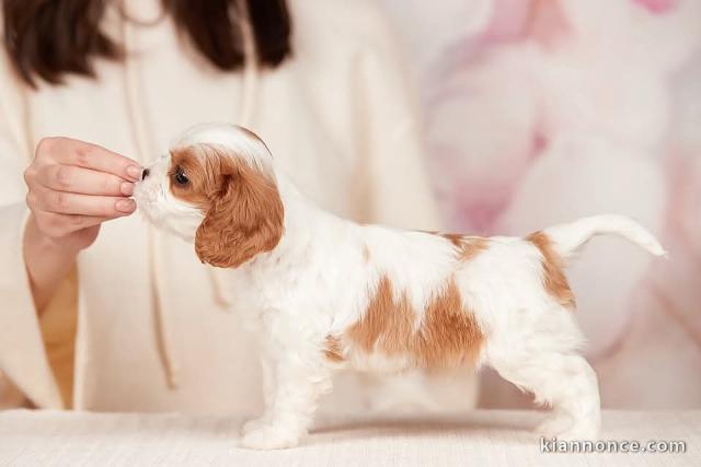 chiot cavalier king charle disponible 
