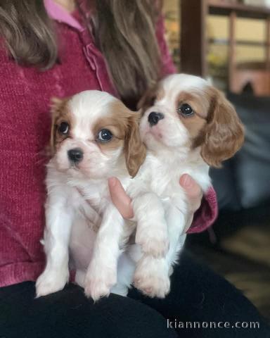 adorable chiot cavalier king charle 