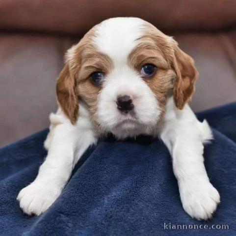 Chiot cavalier king charle disponible 