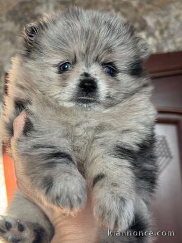 chiot spitz nain Poméranie lof disponible 