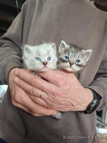 Chatons Sibérien à donner disponible 