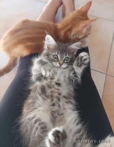 Chatons Maine coon à donner 