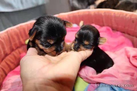 Adoption chiot Yorkshire disponible 