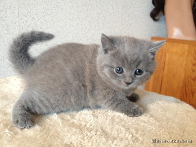 chaton chartreux à donner 