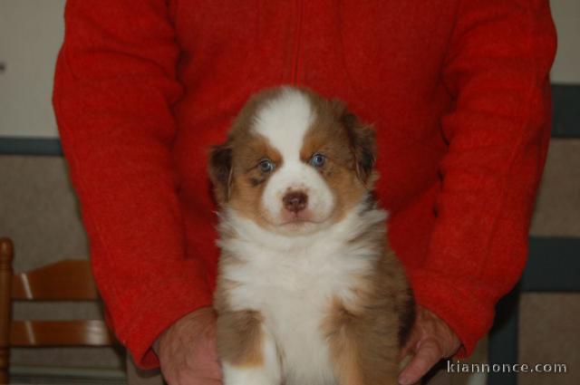 chiot berger australien disponible 