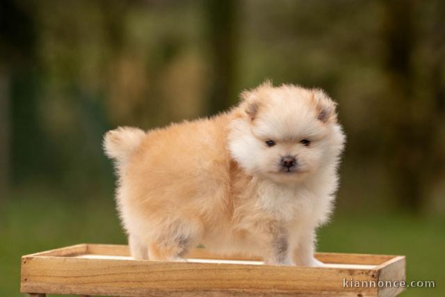 chiot spitz allemand mâle race pure 
