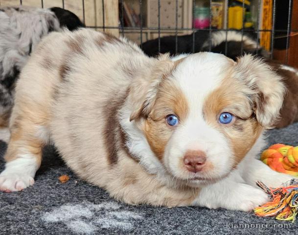 chiot berger australien mâle adorable 