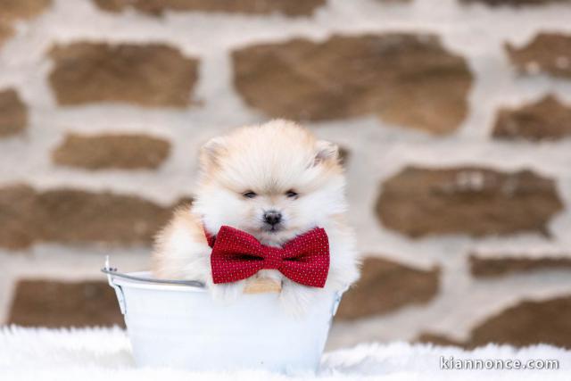 chiot spitz allemand disponible 