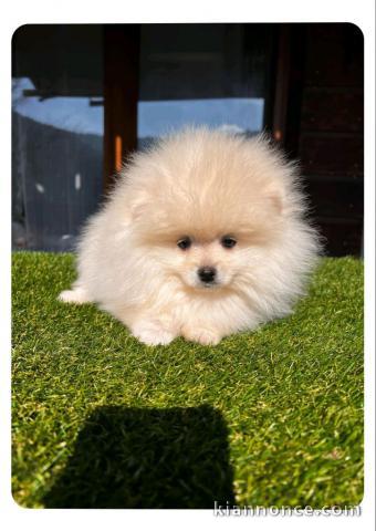 Magnifique chiot spitz allemand 