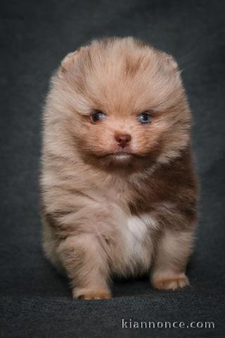 Chiot spitz allemand disponible pour adoption 