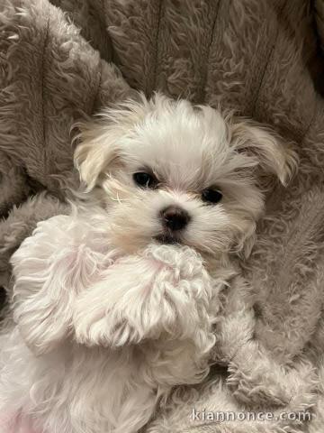 Chiot bichon maltais mâle à donner 