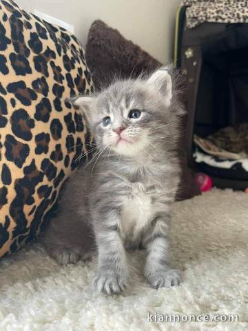 chaton Maine coon disponible pour adoption 