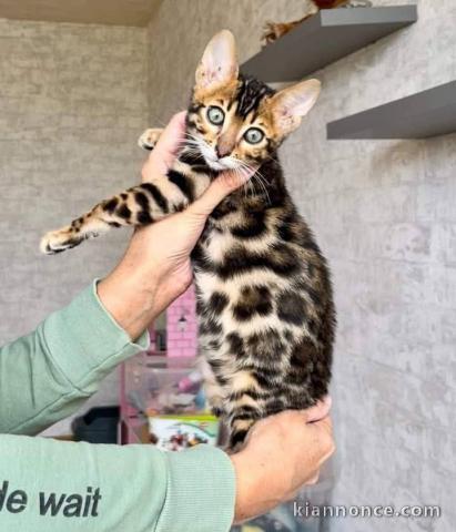Adorable chaton Bengal à donner 