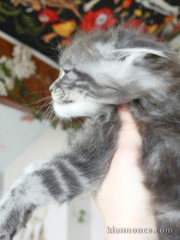 adoption chatons maine coon adorable 