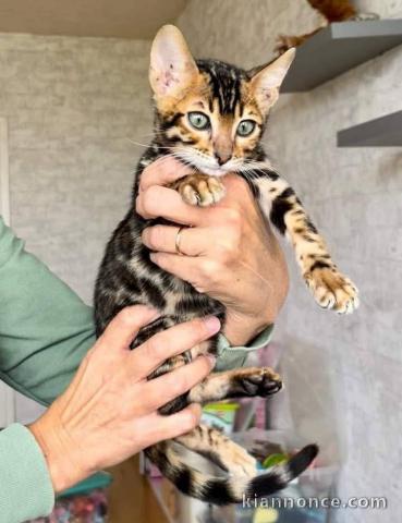 Bengale à donner disponible 