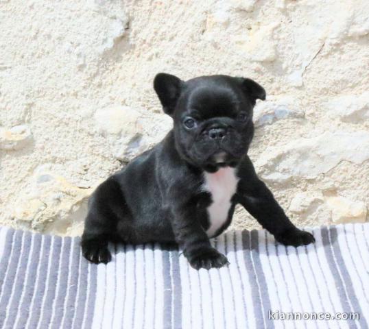 chiot bouledogue français à donner 