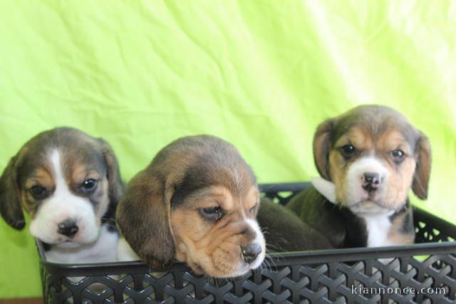 chiot beagle disponible pour adoption 