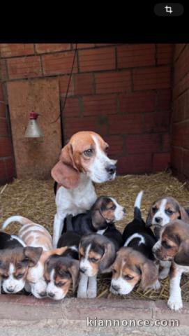 Dons chiot beagle disponible 