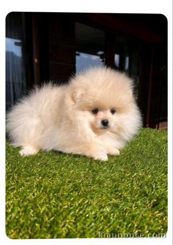 chiot spitz allemand race pure 