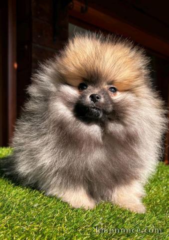 Chiot spitz allemand disponible 